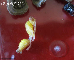 Larva Sceliphron foto del 09-05-2012