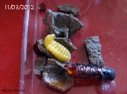 Larva di vespa vasaio foto del giorno 11-03-2012