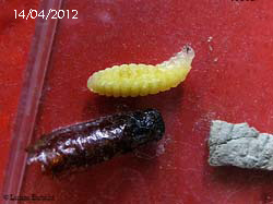 Larva e pupa di imenottero sphecide