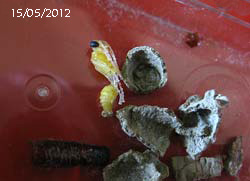 Larva Sceliphron 15-05-2012
