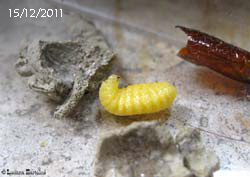 Larva di vespa vasaio foto del giorno 15-12-2011