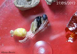Larva vespa vasaio Sceliphron foto del 27-05-2012