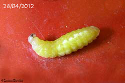 Larva di vespa vasaio foto del giorno 28-04-2012