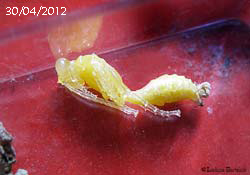 sviluppo della larva di vespa vasaio foto 30-04-2012