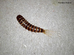 Attagenus pellio larva di coleottero Dermestide
