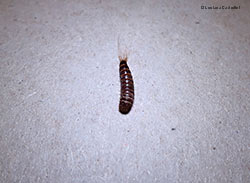 larva Attagenus pellio coleottero Dermestide