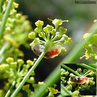 Larva di Episyrphus balteatus