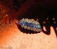 Larva attaccata da un breve peduncolo dentro un vaso di coccio