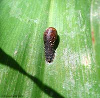 Pupa di sypphidae fissata ad una foglia