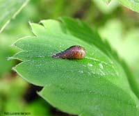 Pupa attaccata ad una foglia