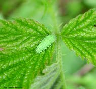 Larva di coleottero Chrysomelidae