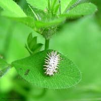 Larva spinosa di cassida