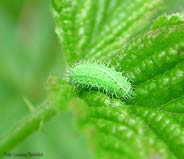 Larva pelosa di cassida sp.