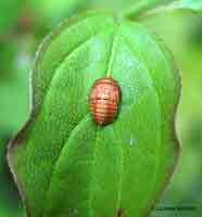 pupa immaturo sconosciuto