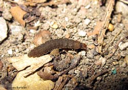 Larva di coleottero della famiglia Cantharidae