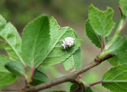 larva di crisopide che si mimetizza 