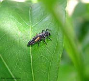 Larva di coccinella Harmonia axyridis