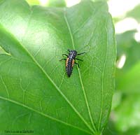 Larva di coccinella Harmonia axyridis