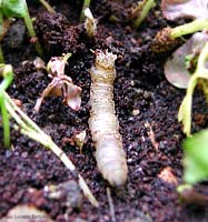 Larva di dittero con ciuffo tra la terra