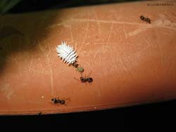 Larva di coccinellide Scymnus sp