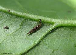 larva di crisopide che mangia un afide