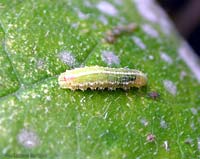 Larva di syrphidae