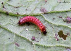 Larva rossa di coleottero