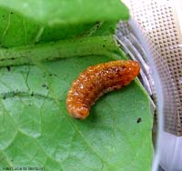 Larva di imenottero sceliphron sp.