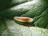 Larva di sirfide Episyrphus balteatus