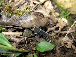 Alcune larve di lucciola che mangiano un lumacone morto