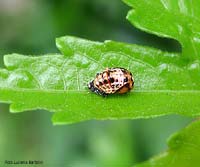 pupa di coccinella