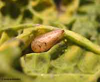 Pupa di Syrpidae attaccato ad una foglia 