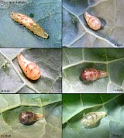 Lo sviluppo di una larva di Syrpidae