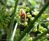 Larva di syrphidae Episyrphus balteatus