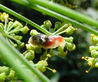 Larva di sirfide Episyrphus balteatus