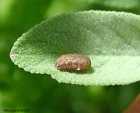 Pupa di syrphidae