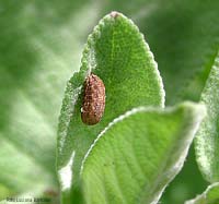 Pupa di syrphidae