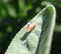 Pupa di syrphidae vuota