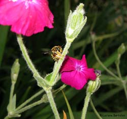 Anthidium sp. che raccoglie lanuggine per il nido