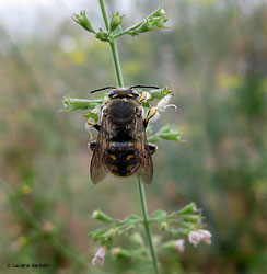 Anthidium manicatum