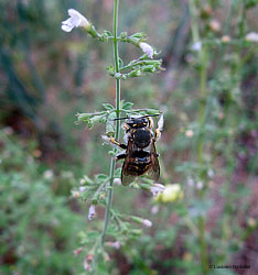 Anthidium sp.