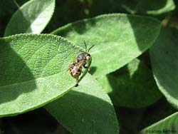 Anthidium sp.