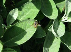 Anthidium sp.