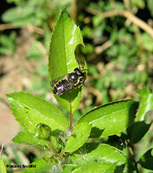 Megachila centuncularis che taglia le foglie di roso