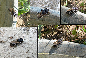 Megachila sp.