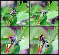 Megachila centuncularis che taglia le foglie di roso