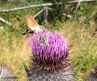 Megachile e Macroglossum stellatarum