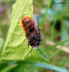 Osmia sp.