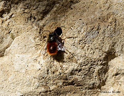 Osmia