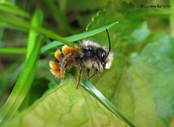 Osmia sp.